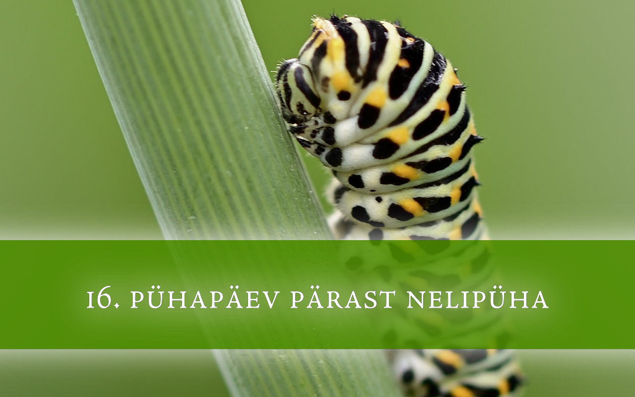 16. pühapäev pärast nelipüha